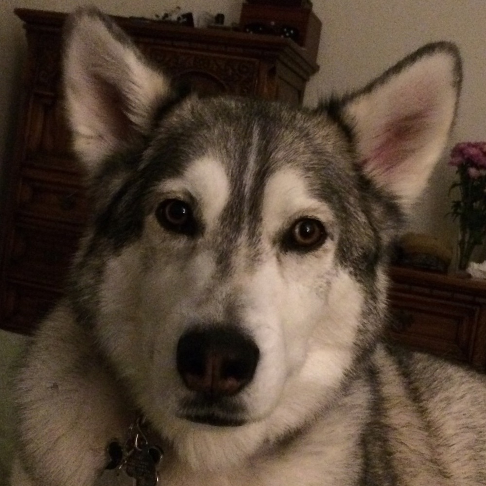 A Husky